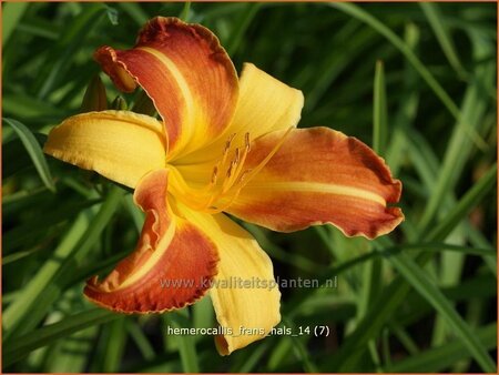 Hemerocallis &#39;Frans Hals&#39;