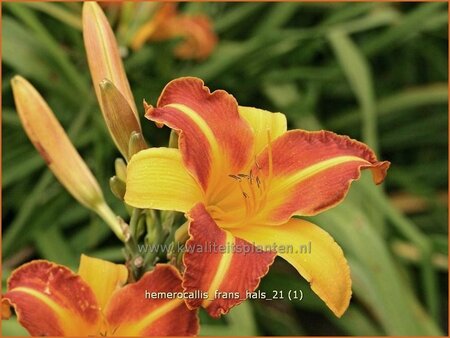 Hemerocallis &#39;Frans Hals&#39;