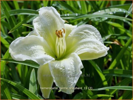 Hemerocallis &#39;Gentle Shepherd&#39;