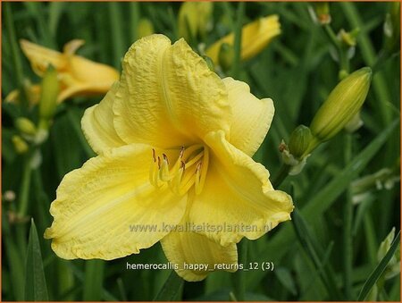 Hemerocallis 'Happy Returns'
