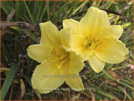 Hemerocallis &#39;Happy Returns&#39;