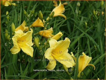 Hemerocallis &#39;Happy Returns&#39;