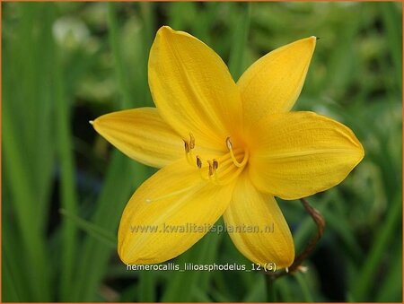 Hemerocallis lilioasphodelus
