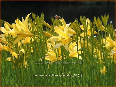Hemerocallis lilioasphodelus