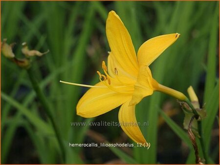 Hemerocallis lilioasphodelus