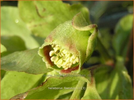 Helleborus foetidus