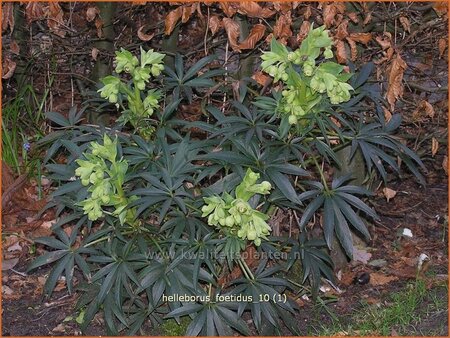 Helleborus foetidus