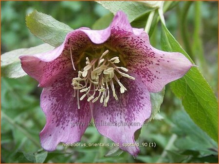 Helleborus orientalis 'Red Spotted'