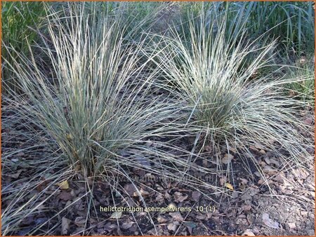 Helictotrichon sempervirens