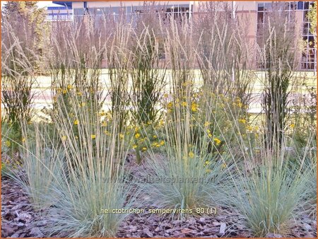 Helictotrichon sempervirens