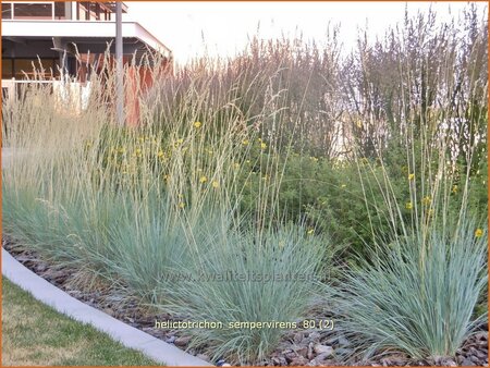 Helictotrichon sempervirens