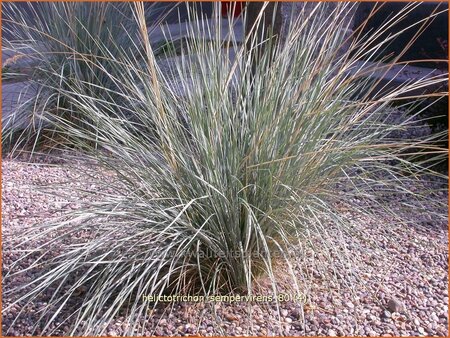 Helictotrichon sempervirens