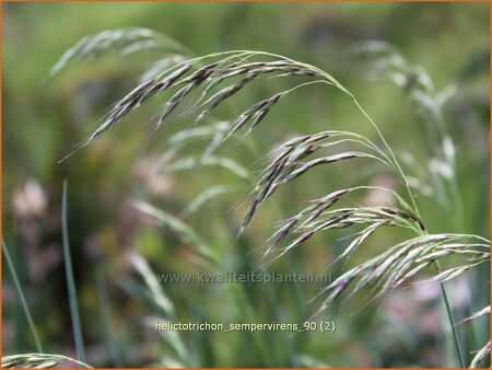 Helictotrichon sempervirens