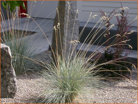 Helictotrichon sempervirens