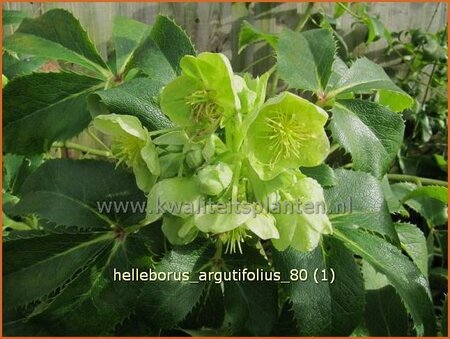 Helleborus argutifolius