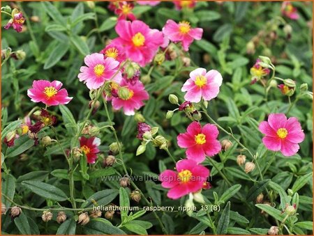 Helianthemum &#39;Raspberry Ripple&#39;