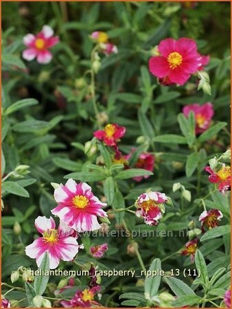 Helianthemum &#39;Raspberry Ripple&#39;