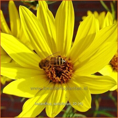 Helianthus salicifolius