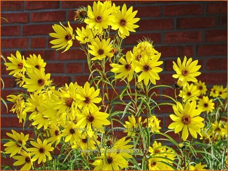 Helianthus salicifolius