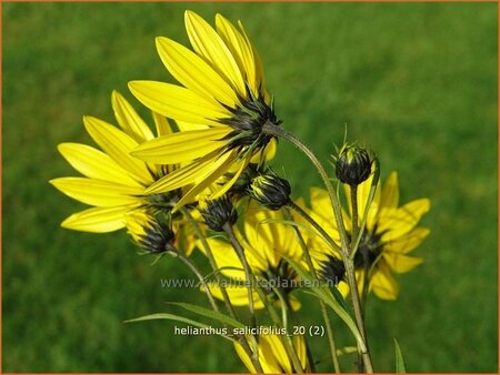 Helianthus salicifolius