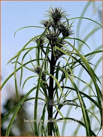 Helianthus salicifolius