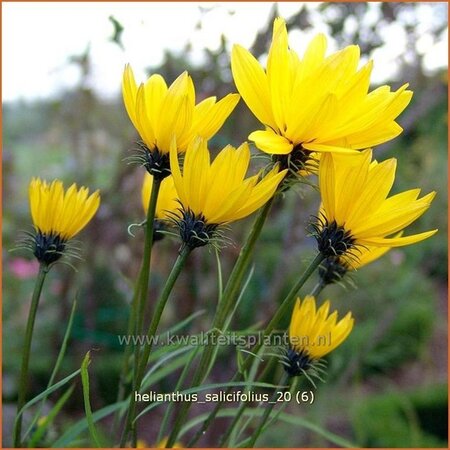 Helianthus salicifolius