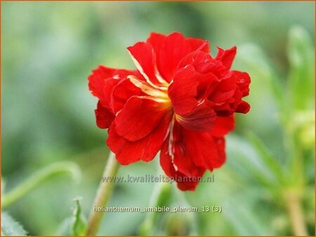 Helianthemum &#39;Amabile Plenum&#39;