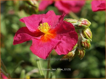 Helianthemum &#39;Ben Hope&#39;