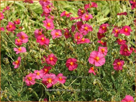 Helianthemum &#39;Ben Hope&#39;