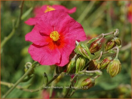 Helianthemum &#39;Ben Hope&#39;