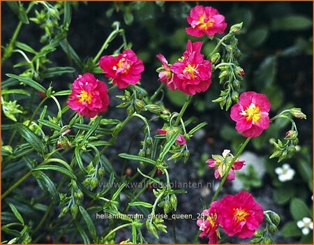 Helianthemum &#39;Cerise Queen&#39;