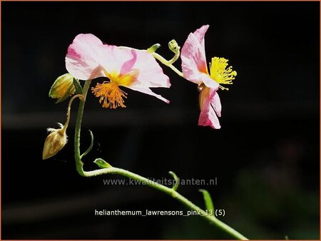 Helianthemum &#39;Lawrenson&#39;s Pink&#39;