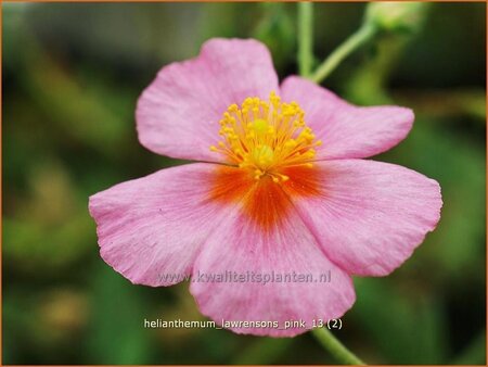 Helianthemum &#39;Lawrenson&#39;s Pink&#39;