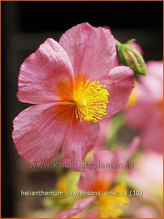 Helianthemum &#39;Lawrenson&#39;s Pink&#39;