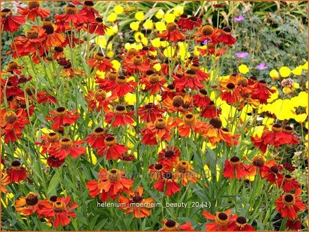 Helenium &#39;Moerheim Beauty&#39;