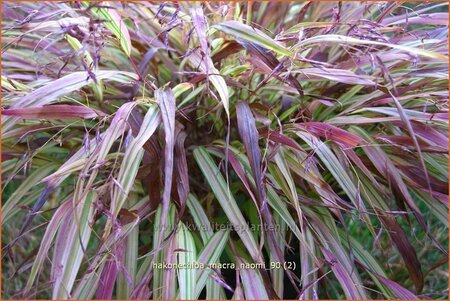 Hakonechloa macra &#39;Naomi&#39;