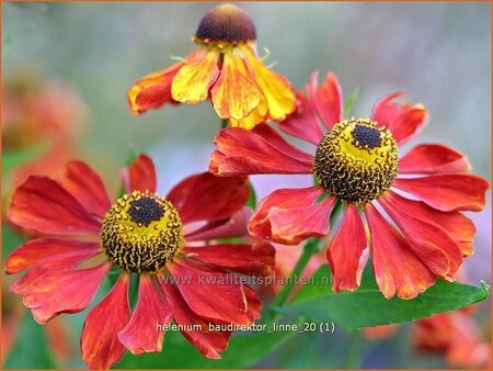 Helenium &#39;Baudirektor Linne&#39;