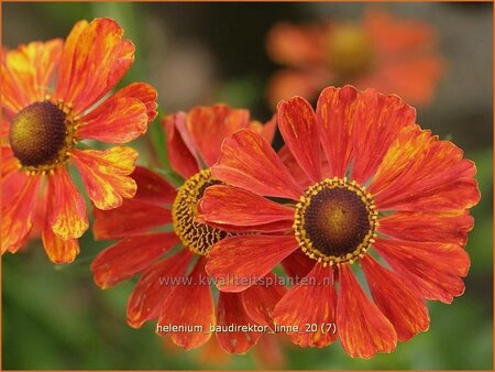 Helenium &#39;Baudirektor Linne&#39;