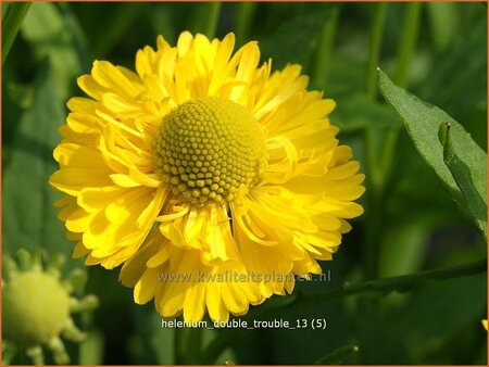 Helenium 'Double Trouble'