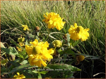 Helenium 'Double Trouble'