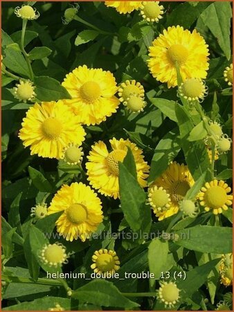 Helenium 'Double Trouble'