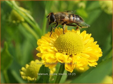 Helenium 'Double Trouble'
