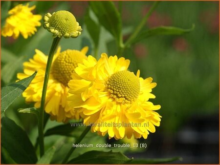 Helenium 'Double Trouble'