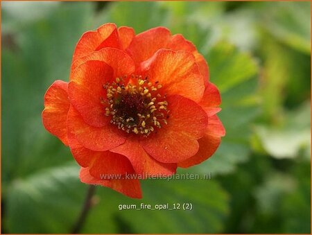 Geum &#39;Fire Opal&#39;