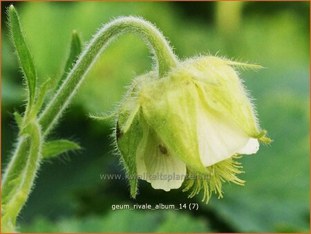 Geum rivale &#39;Album&#39;