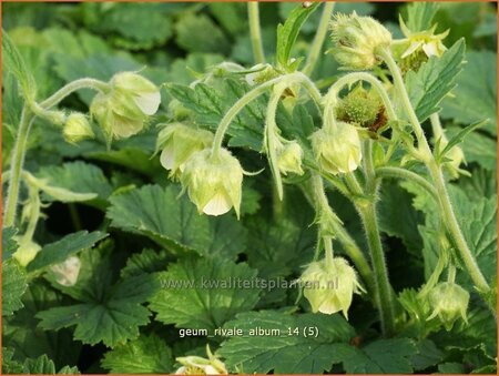 Geum rivale 'Album'