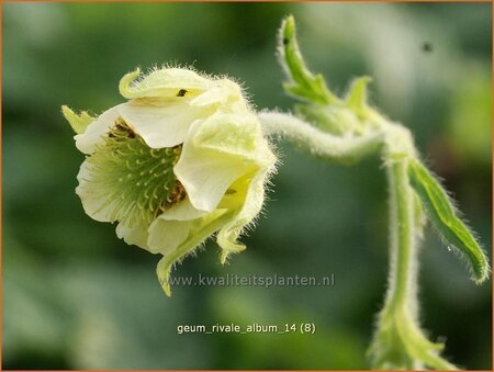 Geum rivale 'Album'