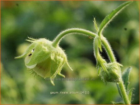 Geum rivale 'Album'