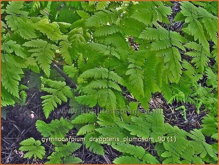 Gymnocarpium dryopteris 'Plumosum'