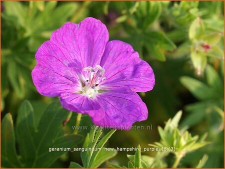 Geranium sanguineum &#39;New Hampshire Purple&#39;